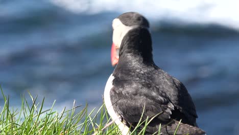 Bonito-Primer-Plano-De-Un-Lindo-Frailecillo-Posando-En-La-Costa-De-Islandia,-Cerca-De-Latrabjarg-10