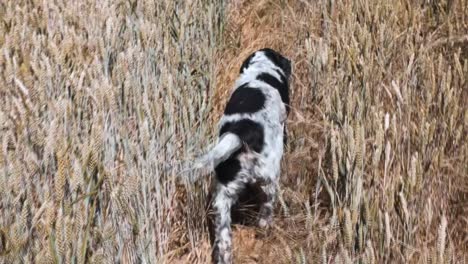 siguiendo un springer spaniel a través de un camino de campo de maíz