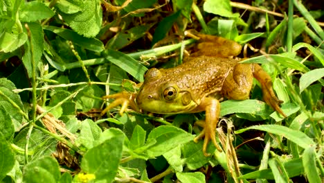 Grüner-Frosch,-Der-Im-Gras-Sitzt