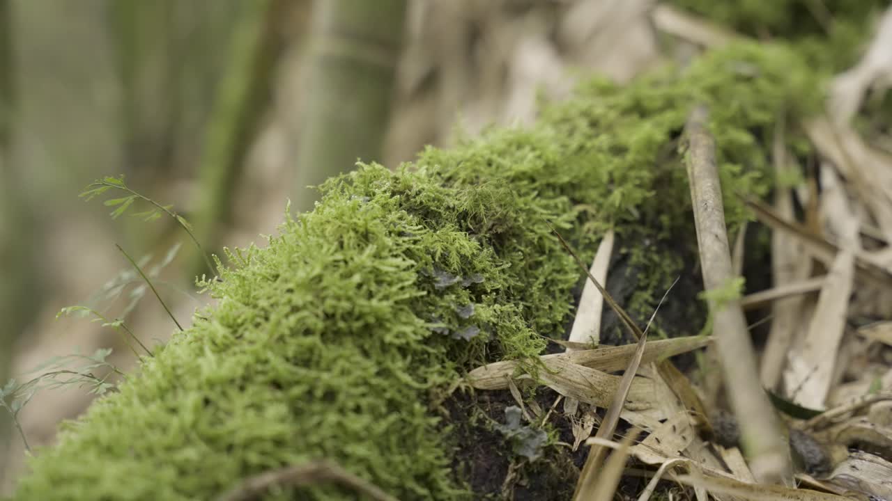 un primer plano en movimiento de musgo creciendo en un tronco de árbol en descomposición en el bosque con bambú en el fondo