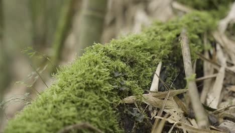 a close-up moving shot of moss growing on a decomposing tree trunk in the forest with bamboo in the background