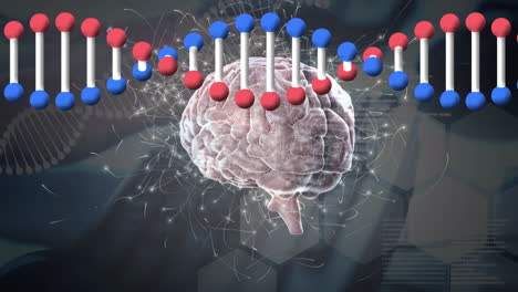 animation of data processing and human brain over spinning dna strand