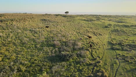 Caballos-Caminando-En-El-Campo-Por-La-Mañana,-Seguimiento-Aéreo-A-Su-Alrededor