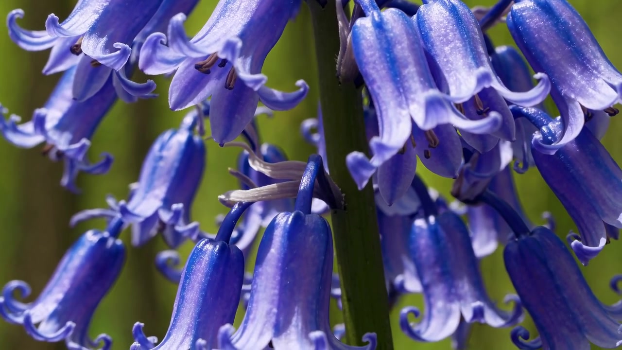 Fiori di campanula vibranti che sbocciano in una lussureggiante foresta primaverile