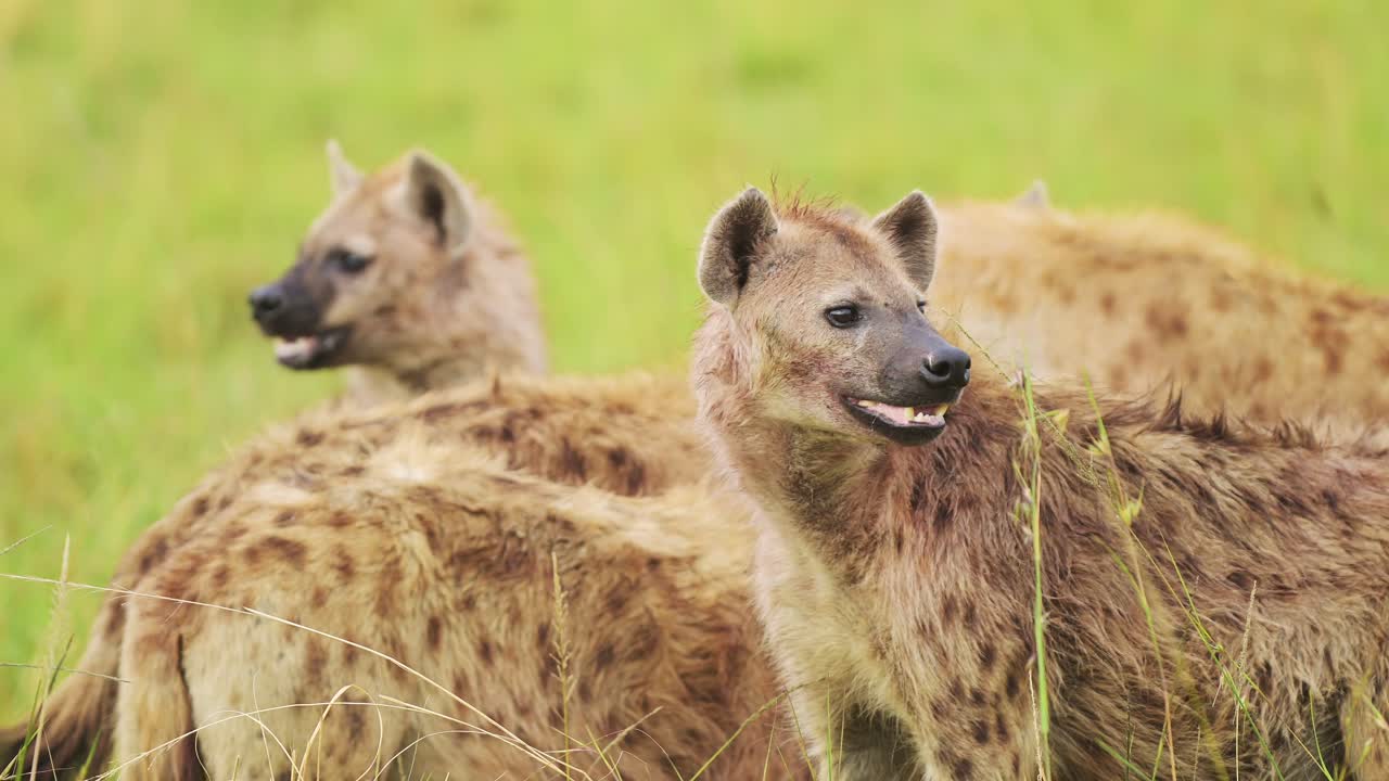 Primo piano di un gruppo di iene che sorvegliano mentre si nutrono dei resti di una preda, fauna selvatica africana che si nutre di carogne nella Riserva Nazionale Maasai Mara, animali pericolosi da safari
