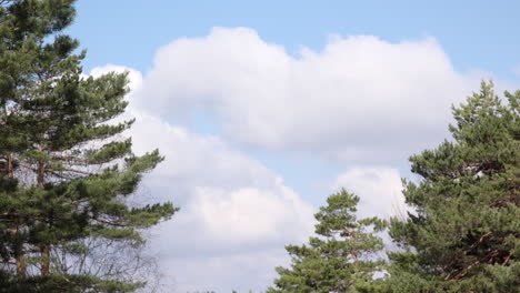 time lapse footage of white clouds on blue sky behind pine trees