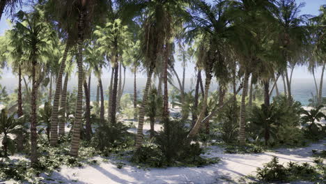 Tropical Beach with white sand turquoise water and palm trees
