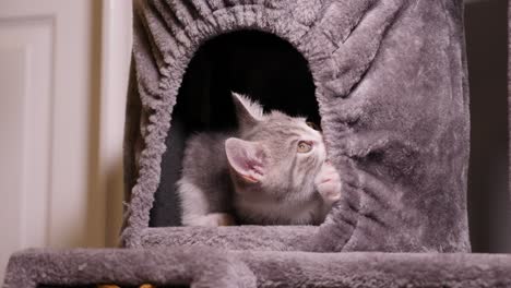 active little kitten jumping and playing funny