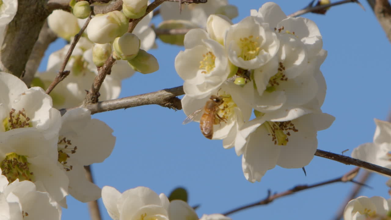 abeja en flor blanca en cámara lenta