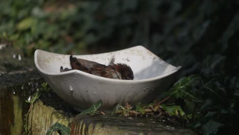 Zeitlupe-Eines-Kleinen-Gartenvogels,-Der-Sich-Hektisch-In-Einer-Weißen-Keramikschale-Mit-Wasser-Wäscht