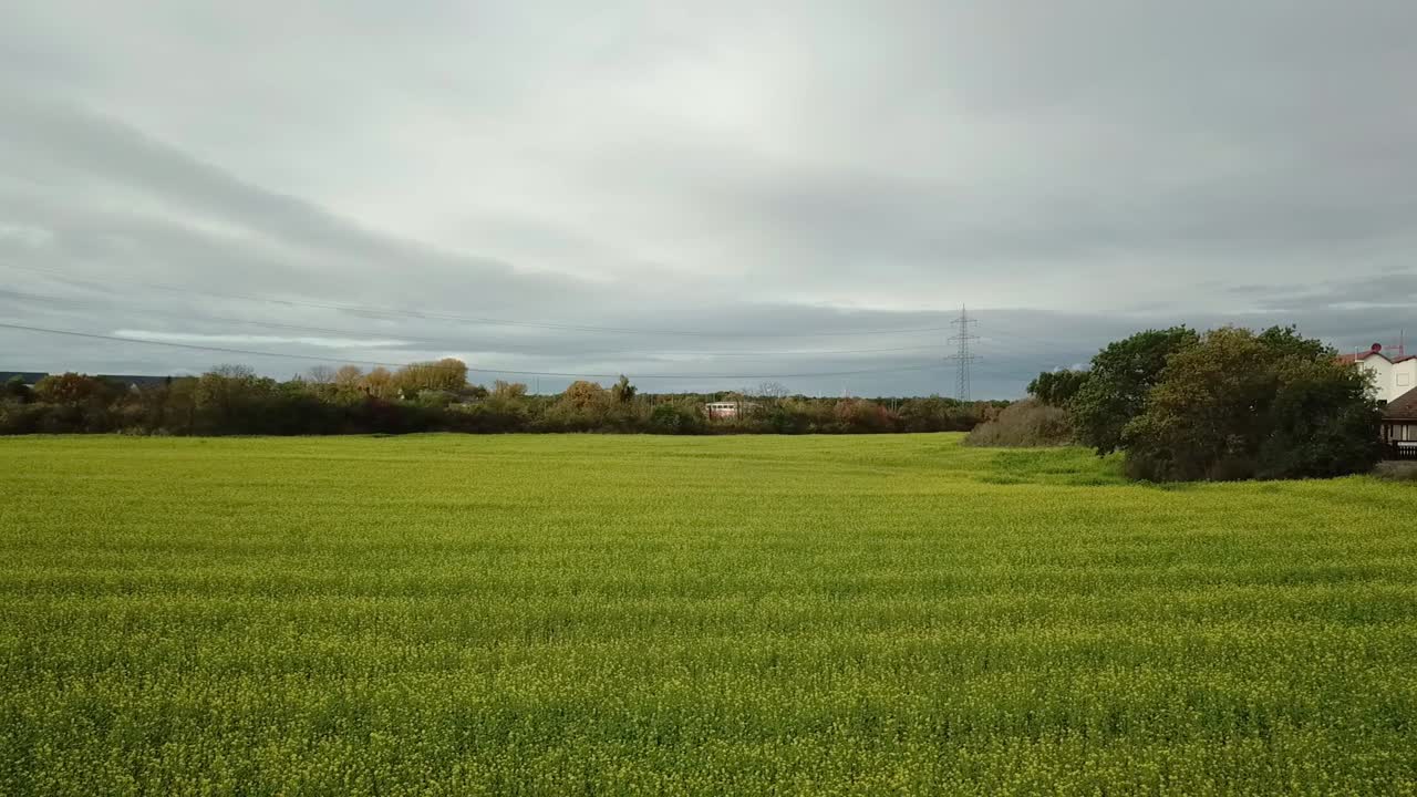 밝은 노란색 유채 기름 필드, 독일 위로 뒤로 비행