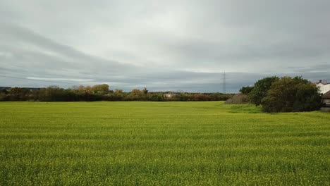 Flying-backwards-over-bright-yellow-rapeseed-oil-field,-Germany