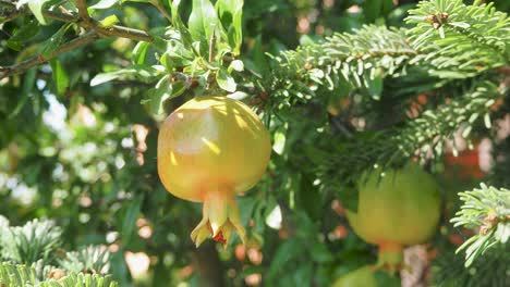 Wild-Pomegranate-On-A-Tree,-Home-garden,-Pomegranate-tree-at-sunshine-day