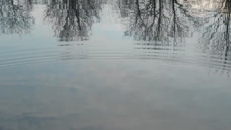 ripples in a lake with tree reflections