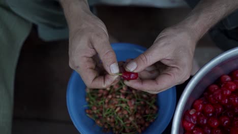 herbolario sacando el hueso de una cereza