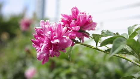 Rosafarbene-Pfingstrosenblumen,-Die-Unter-Dem-Sonnenlicht-Durch-Die-Luft-Geblasen-Werden---Nahaufnahme