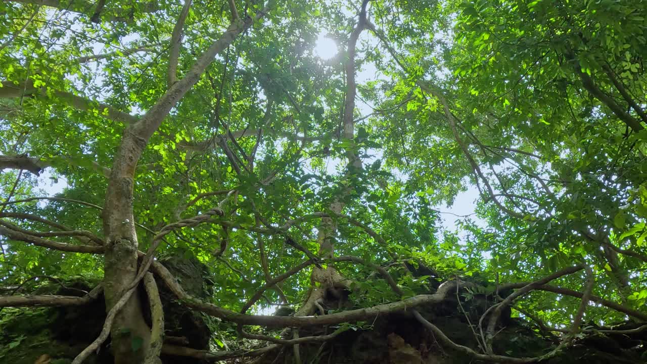 A serene view of dense green foliage and towering trees under bright sunlight in Kanchanaburi, Thailand
