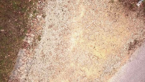 top down aerial drone shot of elderly man walking his white dog on a gravel path