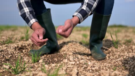 male hands touching soil on the field. expert hand of farmer checking soil health before growth a seed of vegetable or plant seedling. business or ecology concept. high quality 4k footage