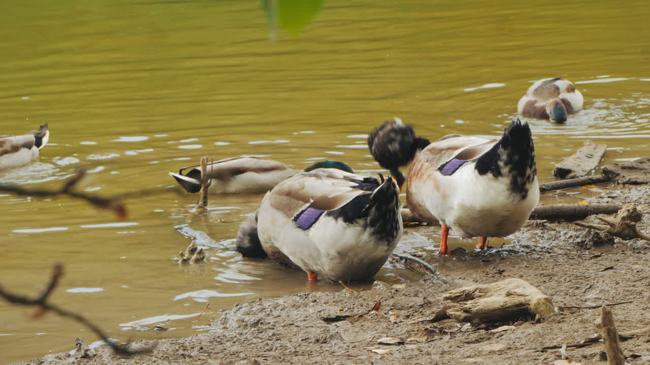 patos en el estanque