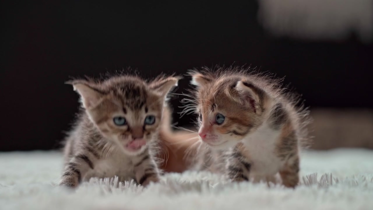 Adorables gatitos esponjosos jugando en una manta blanca suave