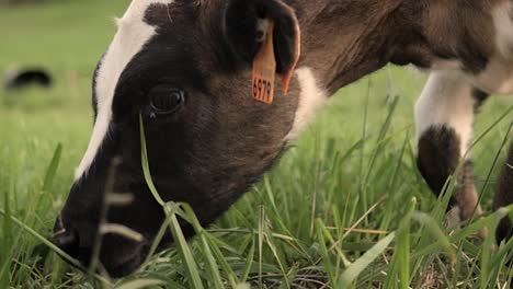 Slow-motion-of-a-cow-eating-on-the-beautiful-island-of-São-Miguel,-Açores-in-Portugal