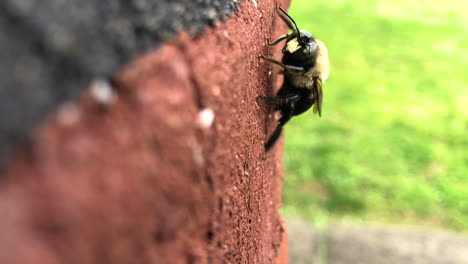 Hummel-Auf-Einer-Mauer