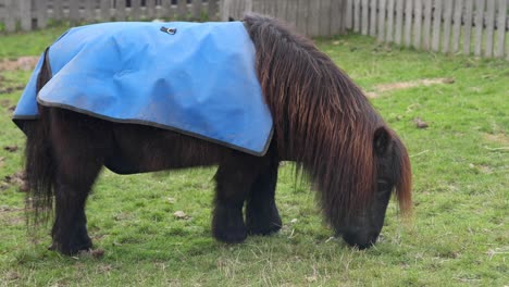 un pony comiendo hierba en un paddock