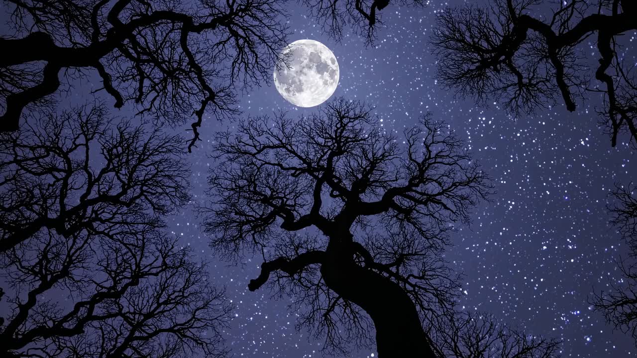 Un ipnotico angolo di ripresa verso l'alto cattura alberi in silhouette sullo sfondo di un cielo notturno stellato con la luna piena