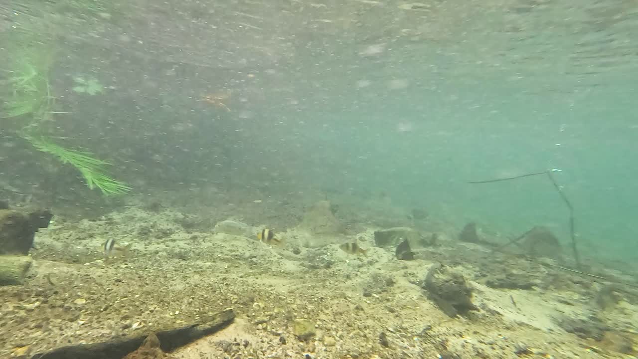 подводный вид спокойного природного канала