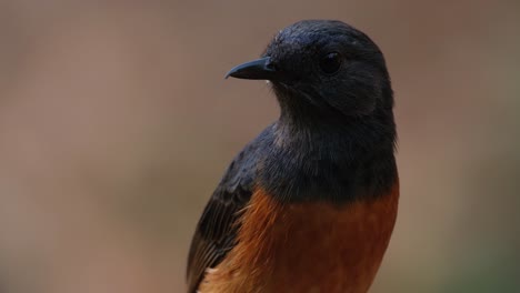 mirando hacia la derecha luego gira la cabeza repentinamente hacia la izquierda y alrededor curioso de lo que está a su alrededor, shama copsychus malabaricus, tailandia