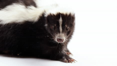 skunk mira a su alrededor - aislado en fondo blanco - de cerca en la cara