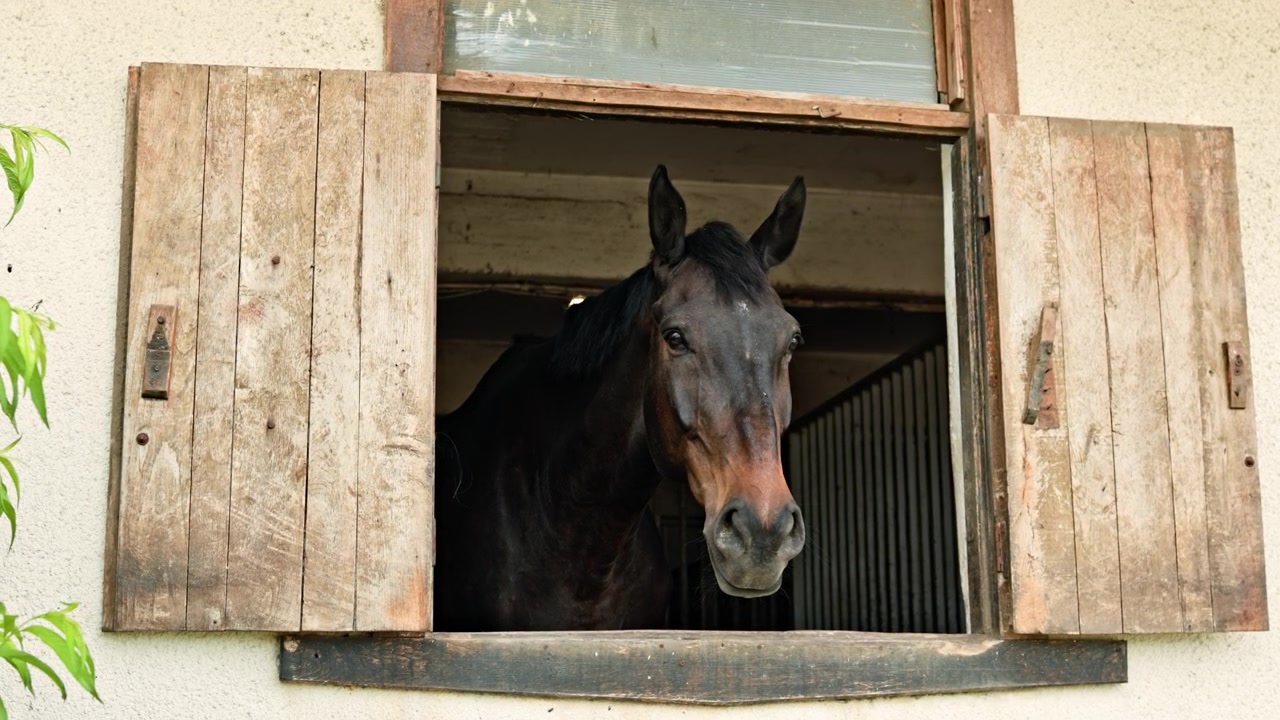 Horse looks out from a barn window in a rural area during daylight hours