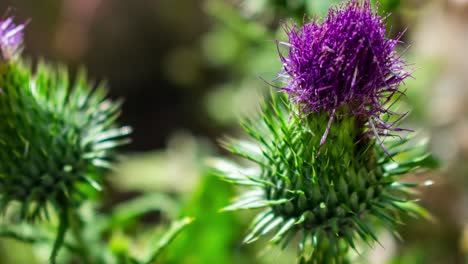 Hacer-Zoom-En-Un-Cardo-Morado