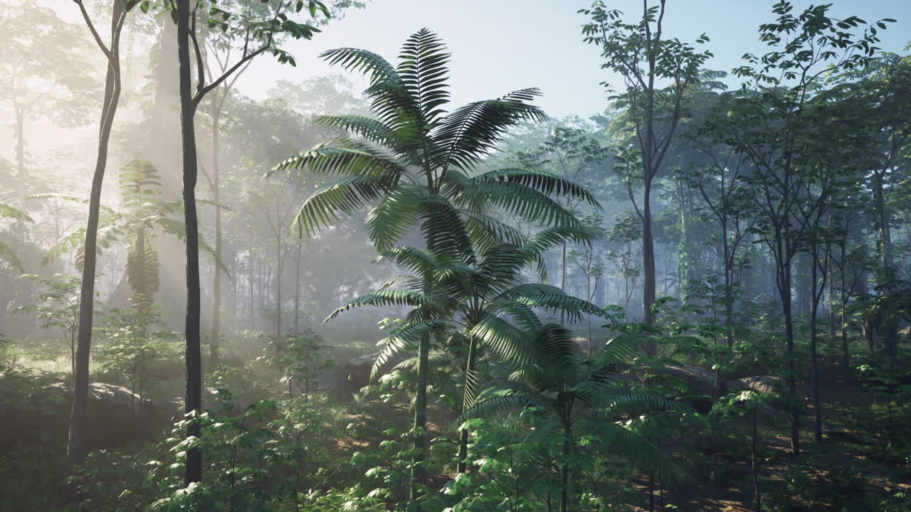 안개 인 열대 숲