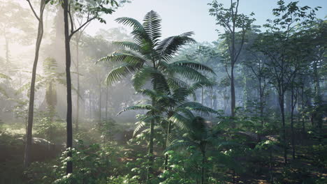bosque tropical de niebla