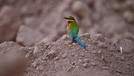 Blue-tailed-Bee-Eater-in-Breeding-Colony