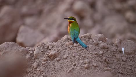 blue tailed bee eater in breeding colony