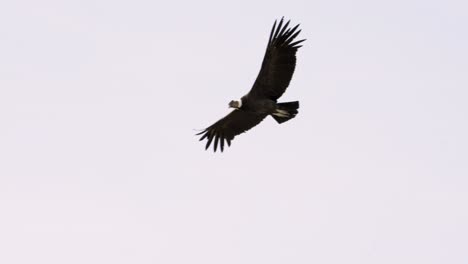 andean condor in flight showing off its wingspan