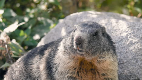 cara de marmota alpina mirando a su alrededor, en un día soleado - marmota marmota