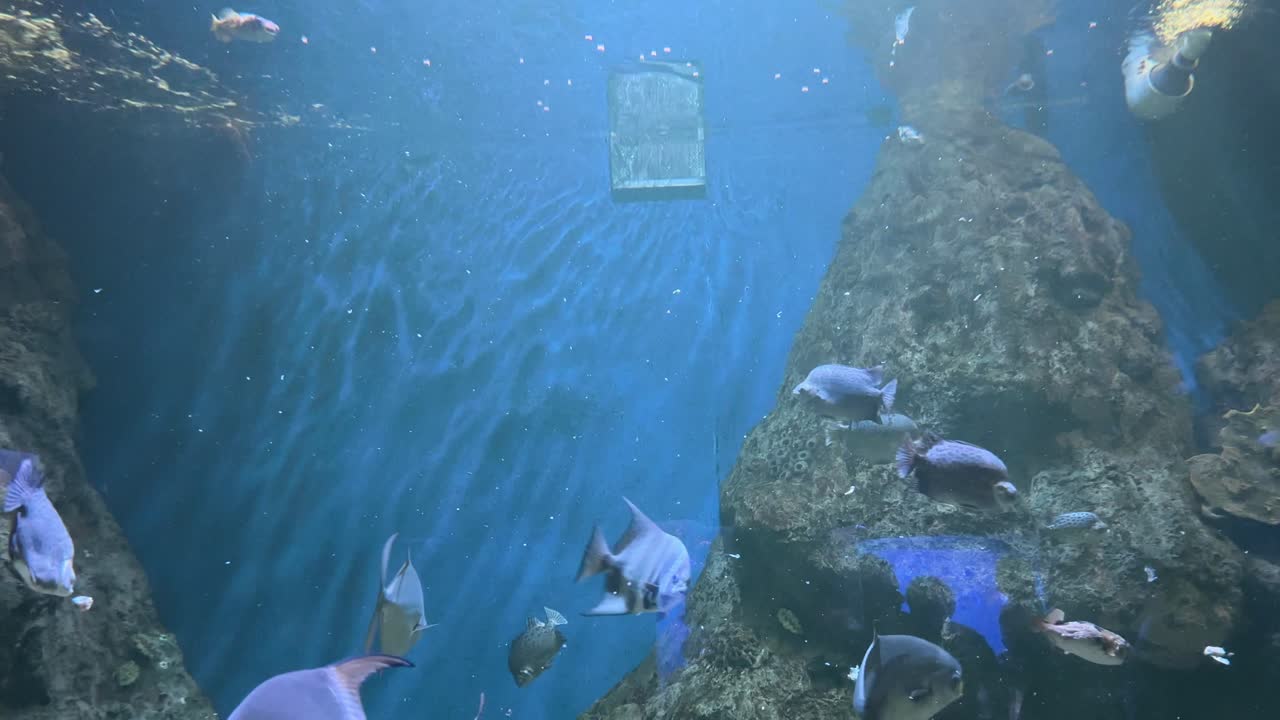 Various saltwater fish swimming in large aquarium with rocky reef structures and blue background. Underwater marine photography. Ocean life and sea habitat concept. Design for wallpaper, poster, card.