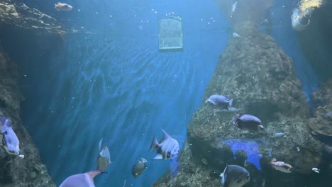 various saltwater fish swimming in large aquarium with rocky reef structures and blue background. underwater marine photography. ocean life and sea habitat concept. design for wallpaper, poster, card.
