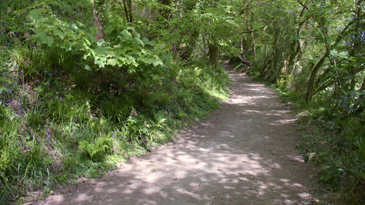 햇빛이 얼룩덜룩한 고대 삼림 속 오솔길의 와이드 샷