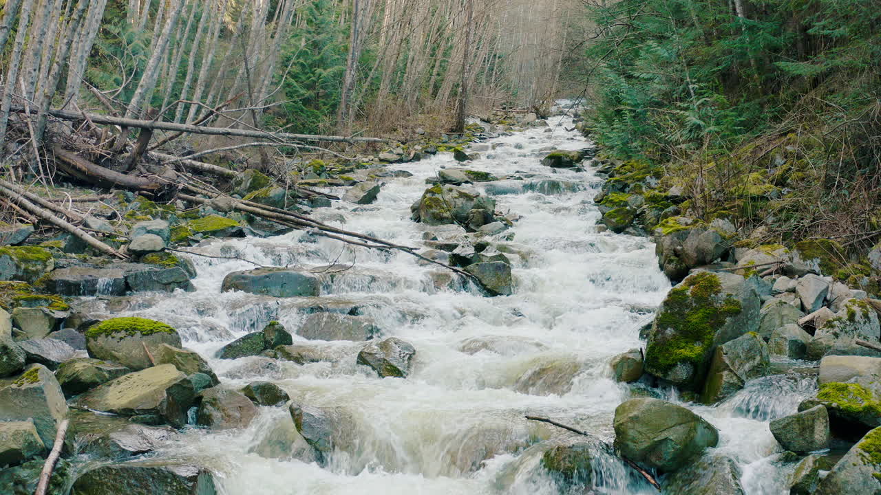 Aerial fly down over beautiful west coast river in an evergreen forest