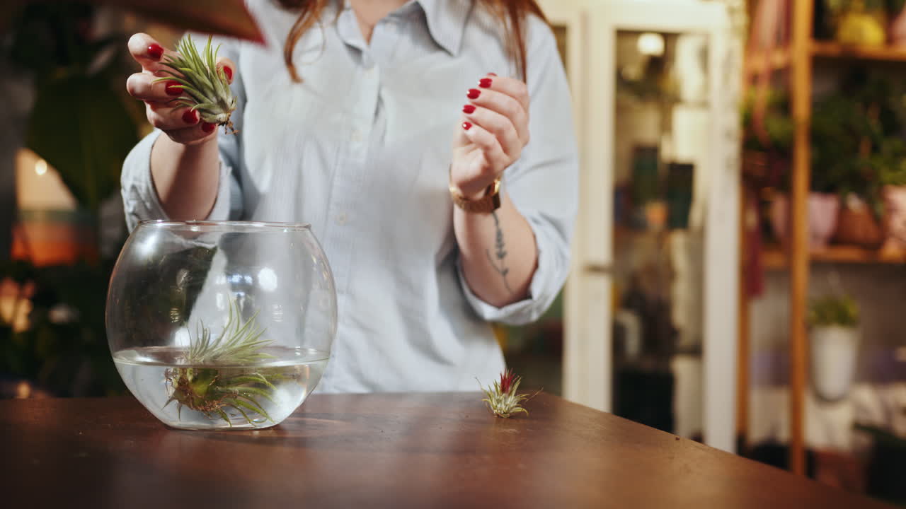 terrario de plantas de aire diy