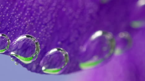 close-up of a purple flower petal with bubbles