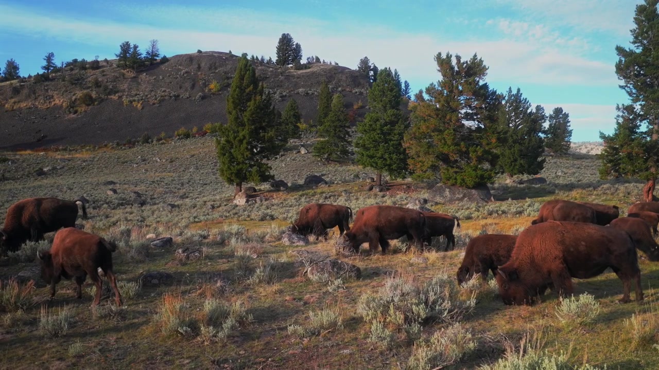 Bufalo selvatico Bisonte americano natura fauna selvatica animali Parco Nazionale di Yellowstone Wyoming Mandria di bufali al pascolo autunno Bacino del Geyser Old Faithful Strada Grand Loop paesaggio collina valle movimento a sinistra.
