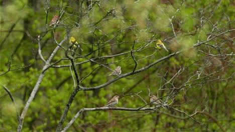 seis jilgueros americanos, spinus tristis, se sientan en las ramas en la temporada de reproducción después de una lluvia.