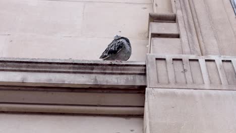 pigeon perched on natural history museum ledge