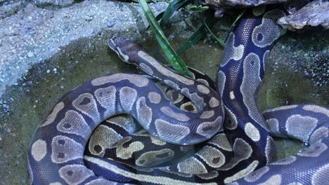 python refreshing itself in a water puddle